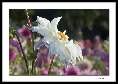 At the flower farm - side view