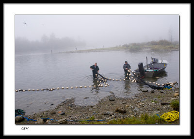 Salmon Egg Harvest