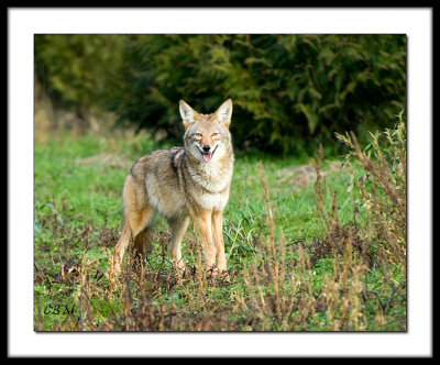 Coyote !