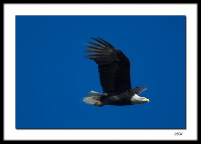 Eagle (4)