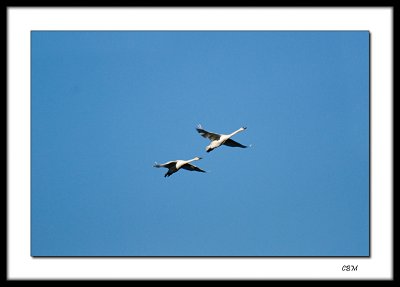 Snow geese