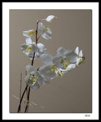 1201- FN Orchid arrangement net.jpg