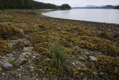 Alaska's Inside Passage -- rain, mist, and a little sun