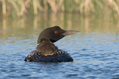 Loon_061308_241.jpg