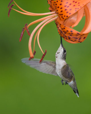 hummingbird08087   .jpg