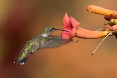 hummingbird08070_2  .jpg