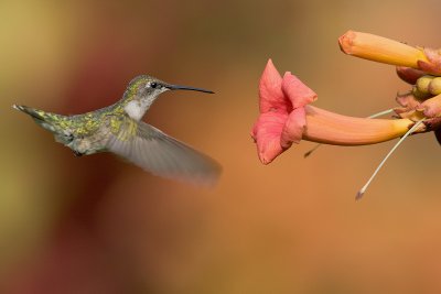 hummingbird08055   .jpg