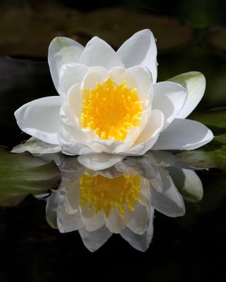 lily_web_199952.jpg