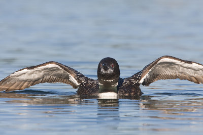 loon_web_4925  .jpg