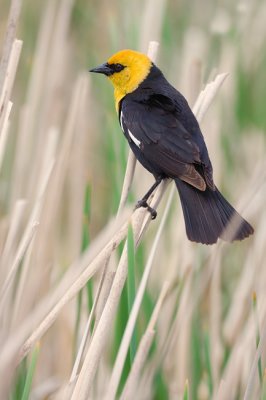 Yellow-Headed Blackbird