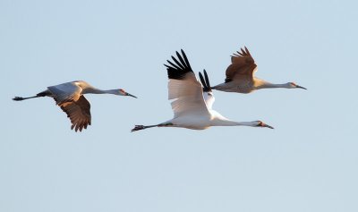 Whooping Crane with Sandhills