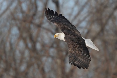 Bald Eagle