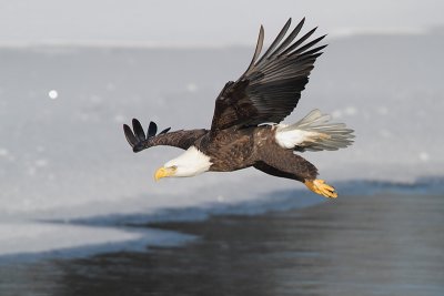 Bald Eagle