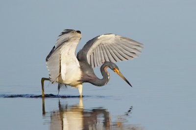 Tri Colored Heron Hunting