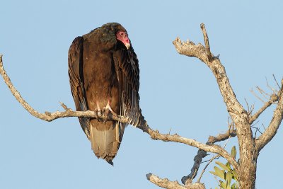 Turkey Vulture