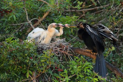 Anhinga Feeding Chicks