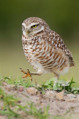 Burrowing Owl