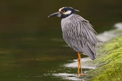 Yellow Crowned Night Heron