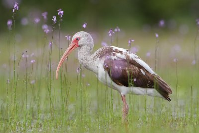 Ibis in Flowers