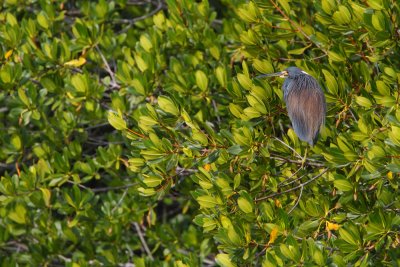 Tri Colored Heron in Mangroves