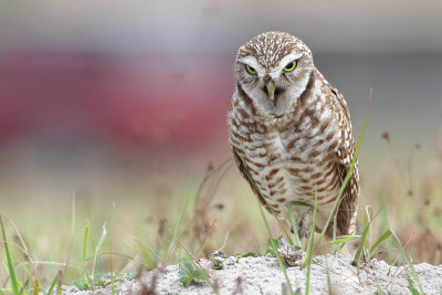 Burrowing Owl Coughing Up Pellet