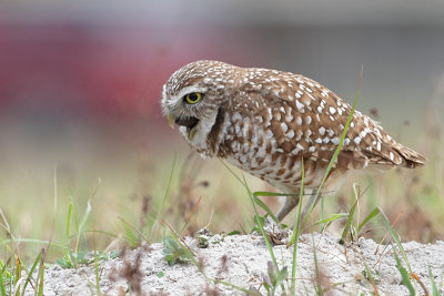 Burrowing Owl Coughing Up Pellet