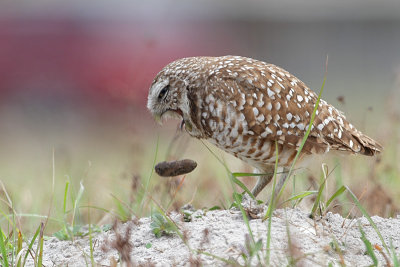 Burrowing Owl Coughing Up Pellet
