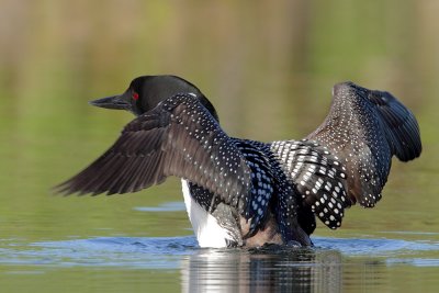 loon_8562web2.jpg