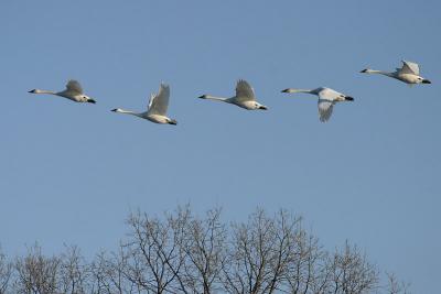 Trumpeter Swan