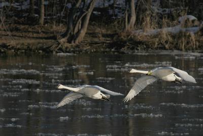 Trumpeter Swan