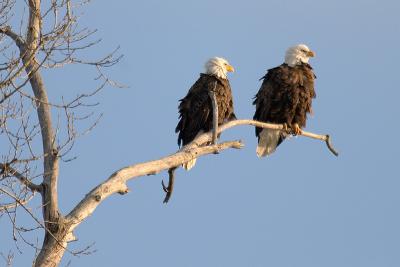 Eagle Pair