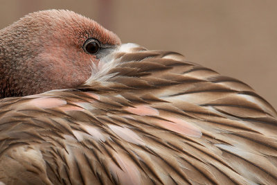 zoo_2256.jpg