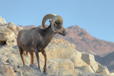 Big Horn Sheep