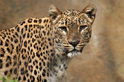 zoo_2199.jpg