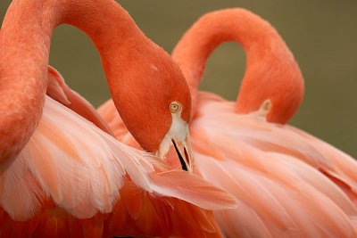 zoo_2242.jpg