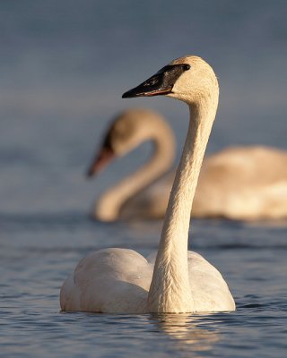 Trumpeter Swan