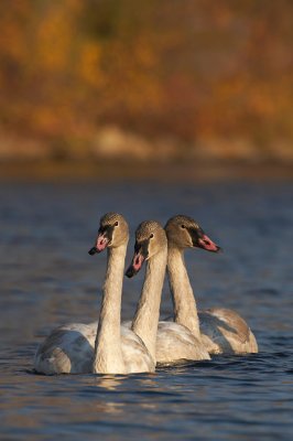 Trumpeter Swan