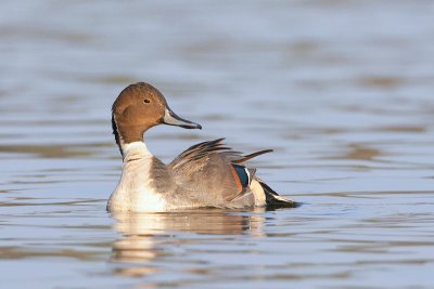 Northern Pintail