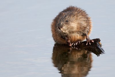 Muskrat Reflecting