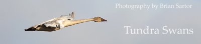 banner_4944.jpg