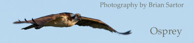 banner_osprey_6732-1.jpg