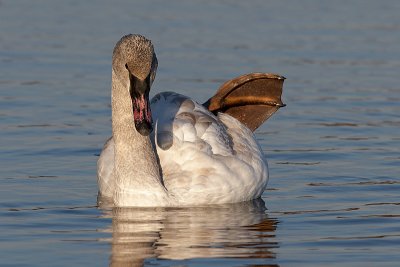 Trumpeter Swan