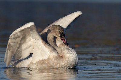 Trumpeter Swan