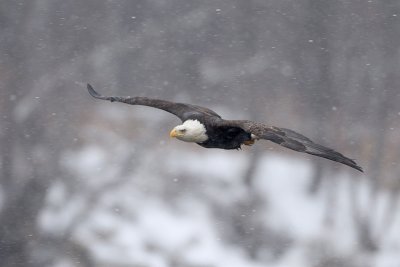 Snowy Flight