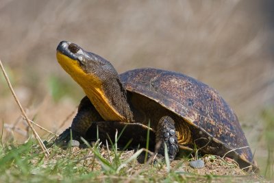 Blanding's Turtle