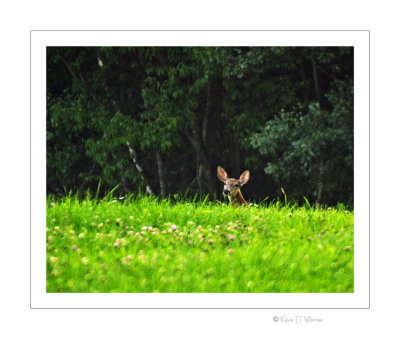 White-tailed Deer