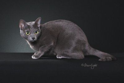 Middlebrook Princess Rose (Korat)