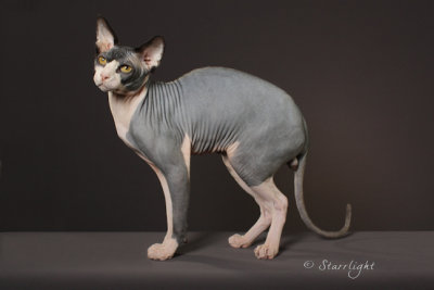 Nude  n Naughty Oliver of NudeBottom (Sphynx)