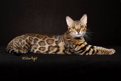 Koppiekatz Rio (Bengal)