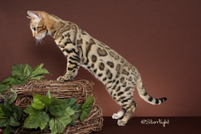 SnoPride Bodie of Alshar (Bengal)